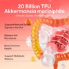 LOTFLY Akkermansia Plus 15-in-1 Powder | 20 Billion TFU Akkermansia