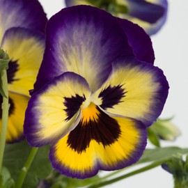 Outsidepride Blue & Yellow Bicolor Blueberry Thrill Viola Pansy Seeds for Planting - 100 Pcs. Cold-Hardy & Pollinator Friendly Flowers with Fragrant Blooms for Garden Bed, Borders & Container Displays