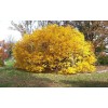 Tree White Fringe Tree/Shrub - 6-12" Tall Live Plant, Qt