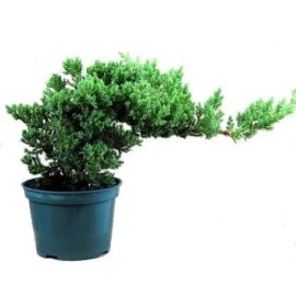 Tree Juniper Pre Bonsai in 4 inch pot