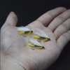 Qievcrme 10 moscas de pesca con mosca para trucha, lubina