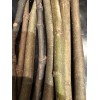 Tree peter honey fig tree cutting for sale