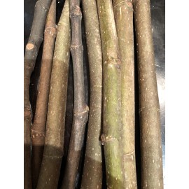 Tree peter honey fig tree cutting for sale