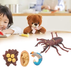 Animals Growth Cycle Life Cycle Model Animals Growth Cycle Mode Learning Teaching Model Toy for Children (Stag Beetle Growth Cycle)