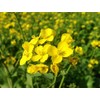 CEMEHA SEEDS - Seeds White Mustard Wild Non GMO Vegetable