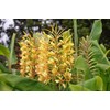 Hawaiian Yellow Kahili Ginger Plant Root ~ Grow Hawaii