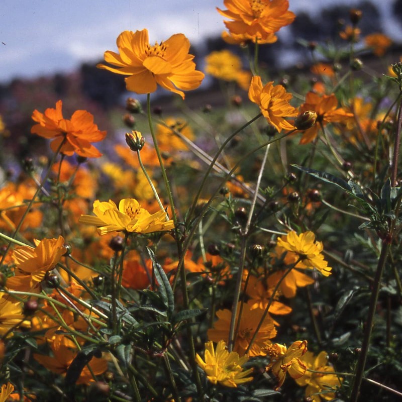 Outsidepride 1000 Seeds Annual Cosmos Sulphureus Bright Lights Yellow Cut