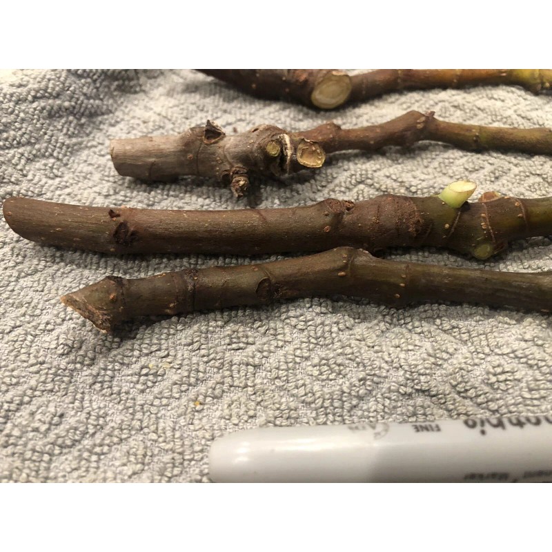 Ficus Fig Tree cuttings "White Adriatic" FREE US SHIPPING! 10