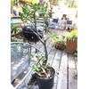 Large Jade Plant, at Least 1/2 inch Thick, Rooted, at