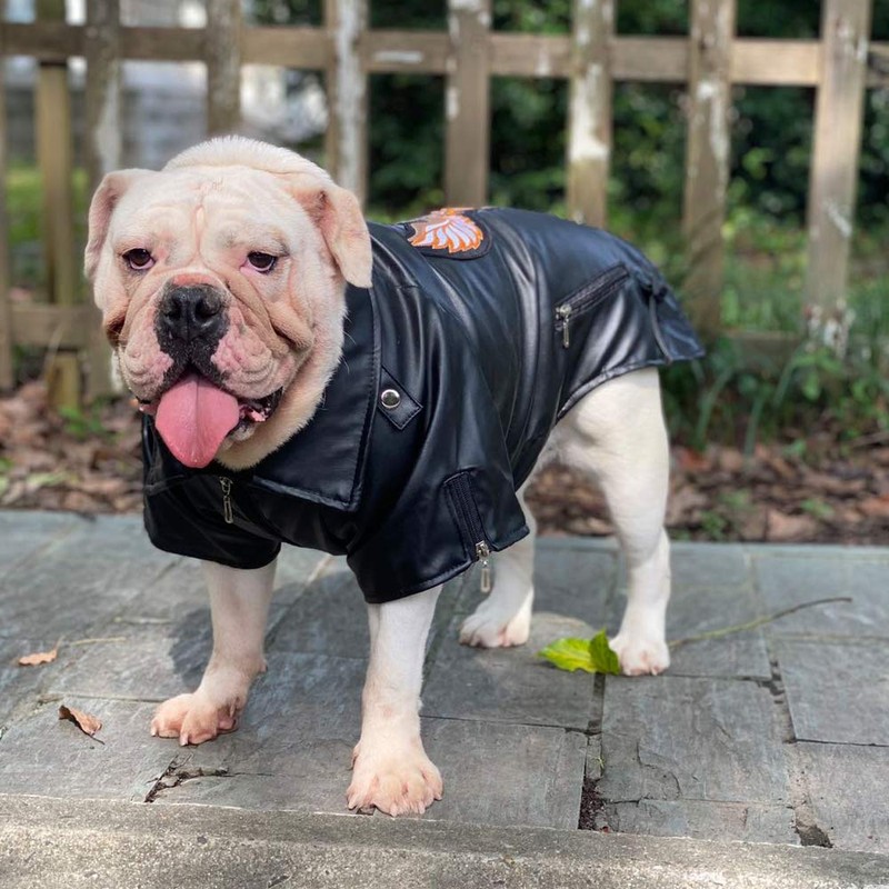 Lovelonglong Cool Dog Leather Jacket, Warm Coats Dogs Windproof Cold