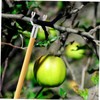 BESPORTBLE 10pcs Metal Tree Branch Support Forks Support for Fruit