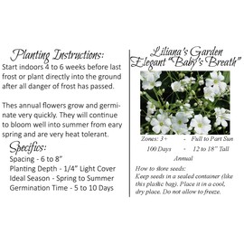 Flower Seeds - Elegant Baby's Breath - Gypsophila elegans - Annual - Liliana's Garden