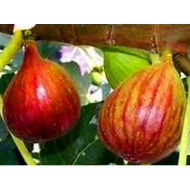 Fresh Brown Turkey Fig Unrooted Cutting (1), 6-8" Long Cutting, Grow your own tasty figs