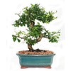Indoorbonsaiandexotics Fukien Tea Bonsai Tree in 6inch Glazed Pot