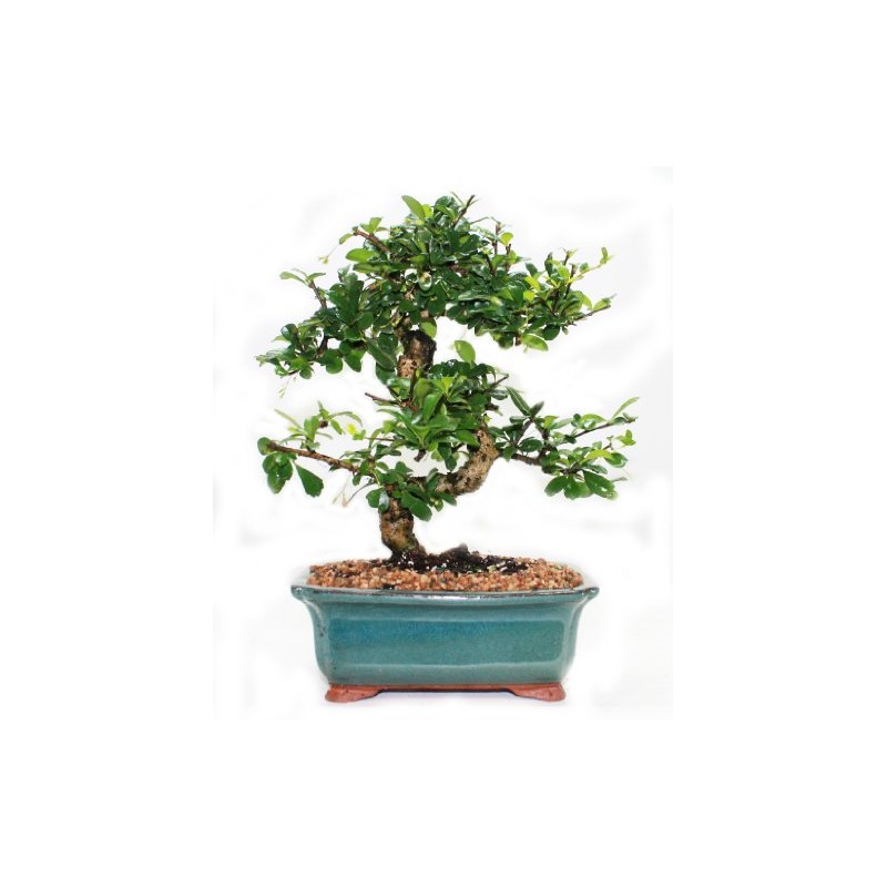 Indoorbonsaiandexotics Fukien Tea Bonsai Tree in 6inch Glazed Pot