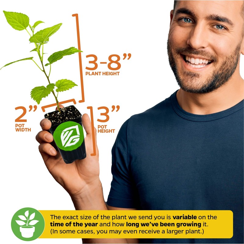 Dwarf Everbearing Black Mulberry Tree Live Plant – Morus nigra