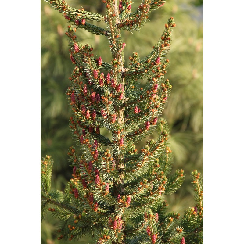 Serbian Spruce | Small Tree Seedling | The Jonsteen Company