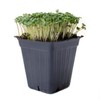 Mountain Valley Seed Co Broccoli Microgreens Seeds 1 Lb ~16,000