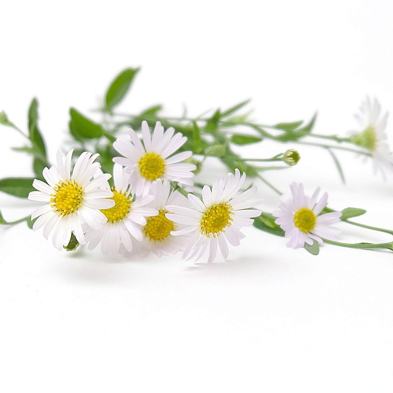 Outsidepride German Chamomile - 5000 Seeds