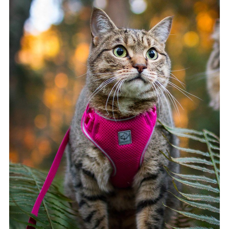 RC Pet Products Adventure Kitty Harness, Cat Walking Harness, Small,