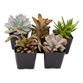 Fat Plants San Diego Premium Succulent Plant Variety Package. Live Indoor Succulents Rooted in Soil in a Plastic Growers Pot (5)