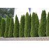 Thuja Arborvitae Green Giant - 5 Live Quart Size Plants