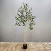 Artificial Olive Tree,Artificial Tree,Silk Tree,Artificial Silk Plant,Artificial Olive Tree 6