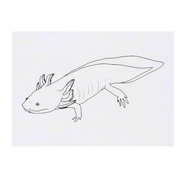 'Long Axolotl' Temporary Tattoo - Water Resistant, Skin-Safe, Non-Toxic Transfer (TO00074811)