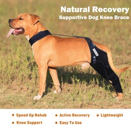 DGYAO Dog Knee Brace for ACL, Knee Cap Dislocation, Arthritis - Full Wrap - Easy Adjustable - Extra Support - Reduces Pain and Inflammation (Pair)