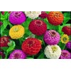 200 Dwarf Lilliput Mix Zinnia Seeds for Planting 1 Grams