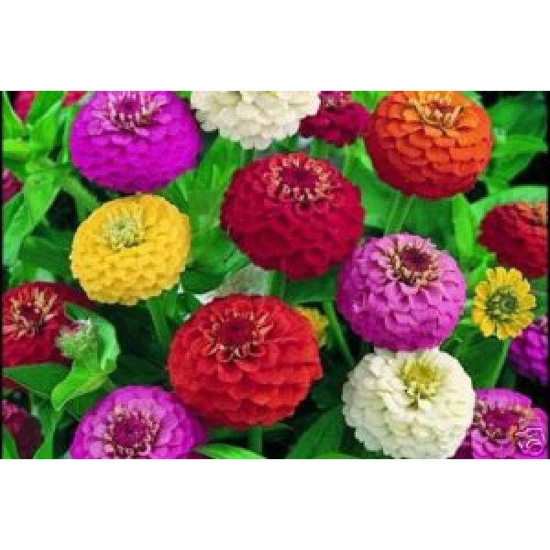 200 Dwarf Lilliput Mix Zinnia Seeds for Planting 1 Grams