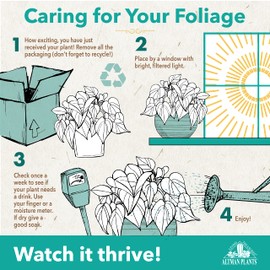 Altman Plants, Classic Houseplant Collection (4PK) Live Plants Indoor Plants Live Houseplants in Plant Pots, Easy House Plants Indoors Live, Snake Plant, Pothos in Potting Soil, Clean Air Plants