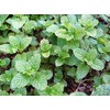 100+ Kentucky Colonel Mint Seeds Heirloom Non-GMO Fragrant Rare! Fragrant,