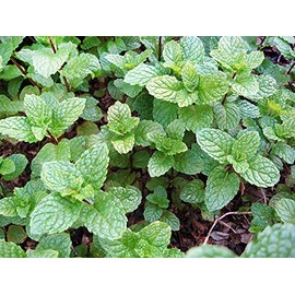 100+ Kentucky Colonel Mint Seeds Heirloom Non-GMO Fragrant Rare! Fragrant, US Grown!