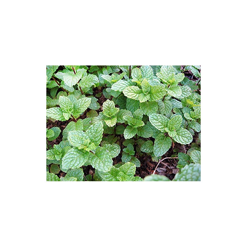 100+ Kentucky Colonel Mint Seeds Heirloom Non-GMO Fragrant Rare! Fragrant,