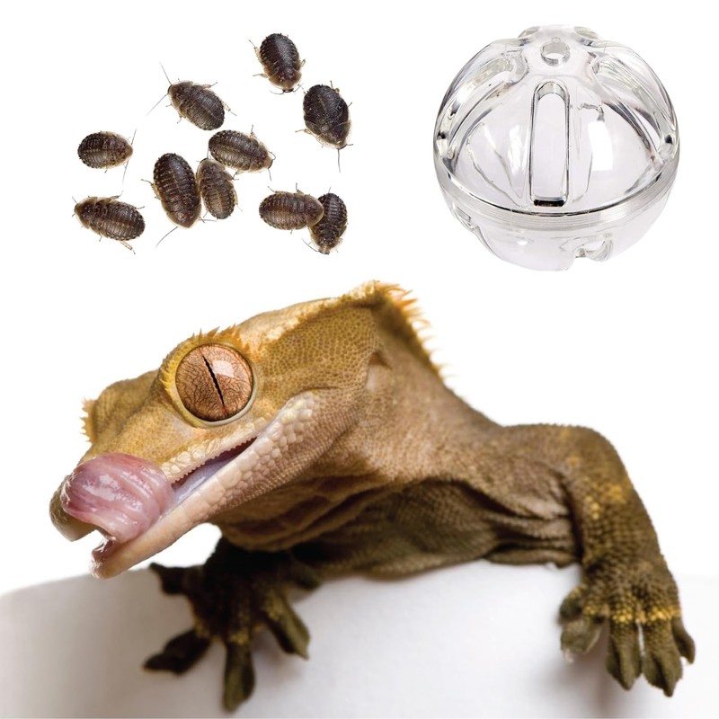 SEZDEKI Bearded Dragon Feeder Toy - Reptile Foraging Ball Lizard