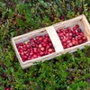 Outsidepride Cranberry - 250 Seeds