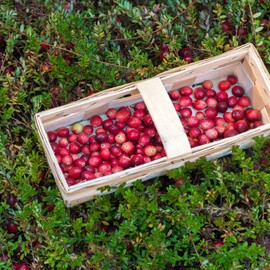 Outsidepride Cranberry - 250 Seeds