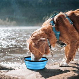 COOYOO Collapsible Dog Bowl,2 Pack Collapsible Dog Water Bowls for Cats Dogs,Portable Pet Feeding Watering Dish for Walking Parking Traveling with 2 Carabiners