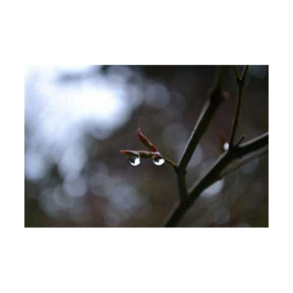 Posterazzi Dew Drops Poster Print by Brian Moore, (24 x