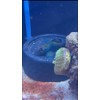 Magnetic Feeder Kit for Mandarin - Dragonet Fish with Interchangeable