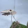 Jumping Spider Mushroom Shelf, Magnetically Concealed Jumping Spider Habitat,Serves As