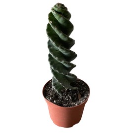 Spiral Cactus - Cereus forbesii 'Spiralis' - Twisted Rare Succulent - Tornado Cactus - Live Rooted Indoor Plants (11'')