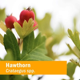 Herb Pharm Hawthorn Blend Liquid Extract for Cardiovascular and Circulatory Support, 1 Fl Oz