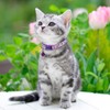 6 Pieces Cat Collar with Bell Adjustable Kitten Collar Heart