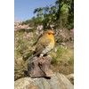 Hi-Line Gift Ltd. Motion Activated Singing Robin ON Stump, Brown;