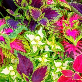 TomorrowSeeds - Rainbow Mix Coleus Seeds - 2000+ Count - for 2025 Planting Mixed Colors Shade House Plant Improved Mixture Wizards Foliage Annual Garden Flower Grow Your Own Home Farm Patio Healthy