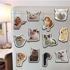12PC Funny Magnets 3.3 ''× 3.3'' Large Cat & Dog