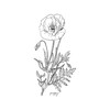 Modern Botanical Prints | Black and White Wildflowers by Ink