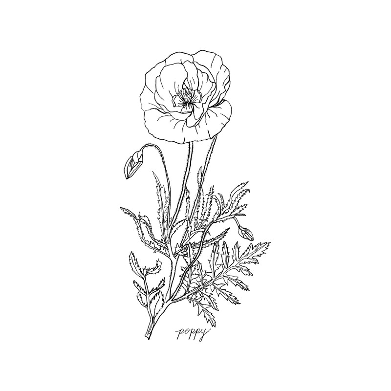 Modern Botanical Prints | Black and White Wildflowers by Ink
